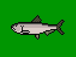 Image result for Alosa pseudoharengus