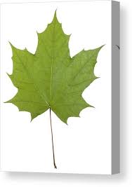 Attēlu rezultāti vaicājumam “Acer platanoides leaf”