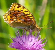 Attēlu rezultāti vaicājumam “Argynnis adippe underside”