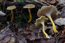 Attēlu rezultāti vaicājumam “Polyporus tubaeformis”