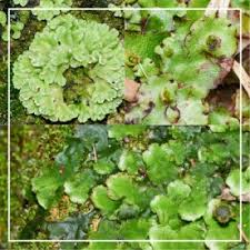 Attēlu rezultāti vaicājumam “Jungermanniopsida”