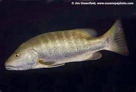 Image result for Lutjanus cyanopterus