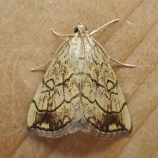 Attēlu rezultāti vaicājumam “Evergestis pallidata”