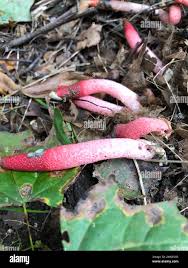 Attēlu rezultāti vaicājumam “Mutinus ravenelii”