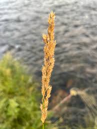 Attēlu rezultāti vaicājumam “Calamagrostis stricta”