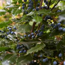 Attēlu rezultāti vaicājumam “Mahonia aquifolium fruit”