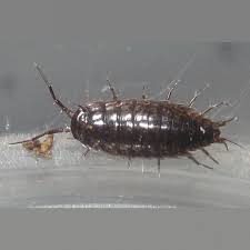 Attēlu rezultāti vaicājumam “Ligidium hypnorum”