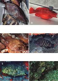 Image result for Epinephelus adscensionis