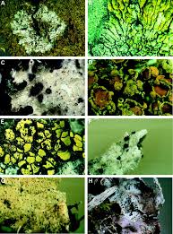 Attēlu rezultāti vaicājumam “Vouauxiomyces santessonii”