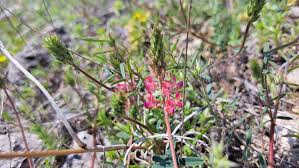Attēlu rezultāti vaicājumam “Onobrychis arenaria fruit”