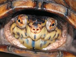 Attēlu rezultāti vaicājumam “Tortula lingulata macro”