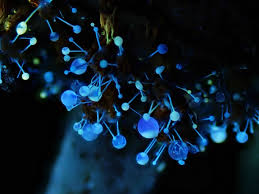 Attēlu rezultāti vaicājumam “Polycephalomyces tomentosus”