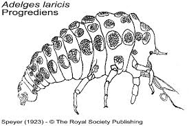 Attēlu rezultāti vaicājumam “Adelges laricis”