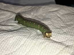 Attēlu rezultāti vaicājumam “Biston betularia”