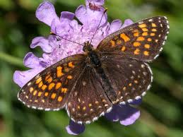 Attēlu rezultāti vaicājumam “Melitaea diamina underside”