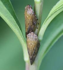 Attēlu rezultāti vaicājumam “Aphrophora salicina”