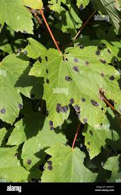 Attēlu rezultāti vaicājumam “Rhytisma acerinum”