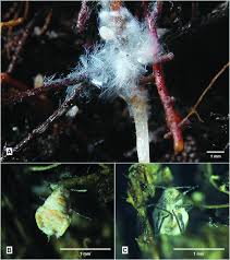 Attēlu rezultāti vaicājumam “Prociphilus xylostei”