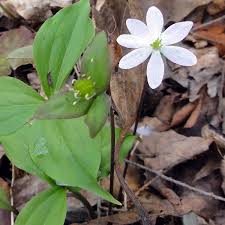 Attēlu rezultāti vaicājumam “Hepatica nobilis leaf”