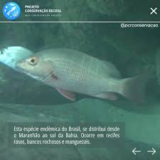 Image result for Lutjanus alexandrei