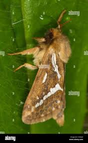 Attēlu rezultāti vaicājumam “Hepialus lupulinus”