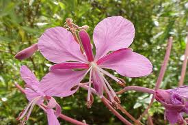 Image result for Epilobium angustifolium