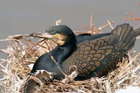 Attēlu rezultāti vaicājumam “Phalacrocorax carbo nest”