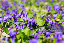 Attēlu rezultāti vaicājumam “Viola hirta leaf”