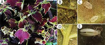 Attēlu rezultāti vaicājumam “Aleurochiton aceris nymph”