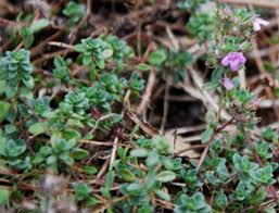 Attēlu rezultāti vaicājumam “Thymus pulegioides fruit”