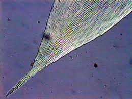 Attēlu rezultāti vaicājumam “Pseudotaxiphyllum elegans”