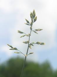 Attēlu rezultāti vaicājumam “Poa compressa”