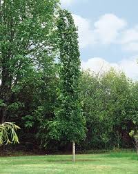 Attēlu rezultāti vaicājumam “Populus x berolinensis”