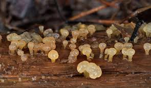 Attēlu rezultāti vaicājumam “Calocera pallidospathulata”