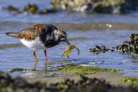 Attēlu rezultāti vaicājumam “Arenaria interpres adult”