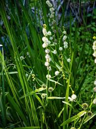 Attēlu rezultāti vaicājumam “Sparganium erectum aggr. flower”