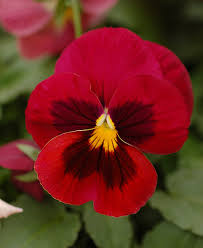 Image result for Viola x wittrockiana `Hiemalis`