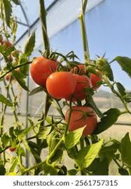 Attēlu rezultāti vaicājumam “Lycopersicon esculentum leaf”
