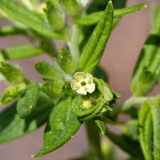 Attēlu rezultāti vaicājumam “Lithospermum officinale”