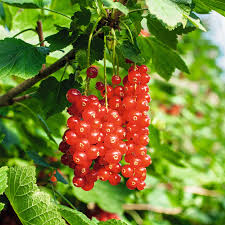 Bildergebnis für rote johannisbeeren