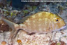 Image result for Calamus bajonado