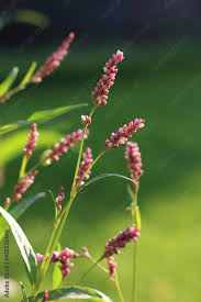 Attēlu rezultāti vaicājumam “Persicaria maculosa flower”