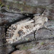 Attēlu rezultāti vaicājumam “Hadula trifolii”