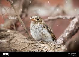 Attēlu rezultāti vaicājumam “Muscicapa striata juvenile”