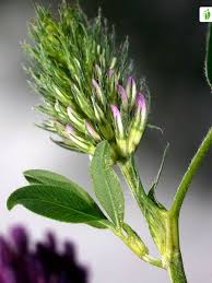 Attēlu rezultāti vaicājumam “Trifolium medium bud”