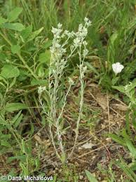 Attēlu rezultāti vaicājumam “Filago arvensis”