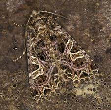 Attēlu rezultāti vaicājumam “Hadena rivularis”