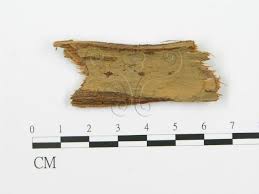 Attēlu rezultāti vaicājumam “Phlebia serialis”