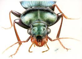 Attēlu rezultāti vaicājumam “Pterostichus aethiops”