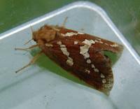 Attēlu rezultāti vaicājumam “Phymatopus hecta”